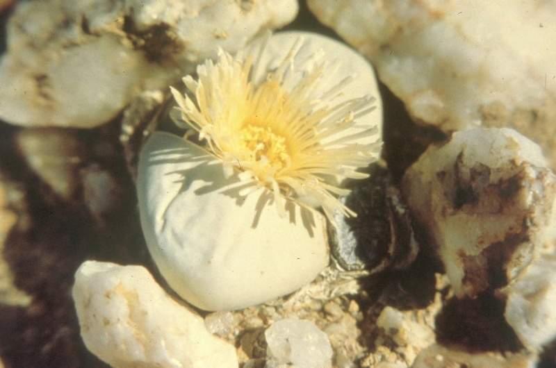 Archivo:Argyroderma delaetii 1.jpg