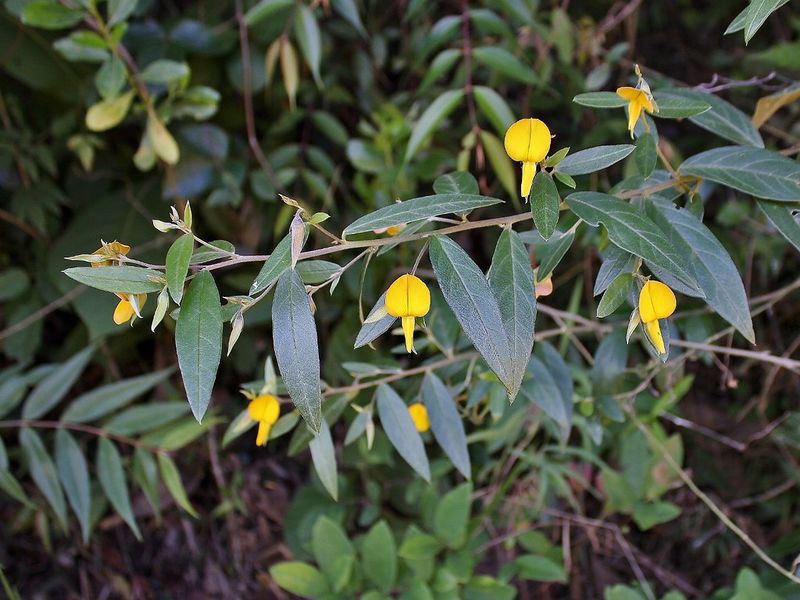Archivo:Crotalaria grandiflora 1.jpg