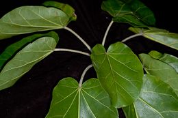 Ficus ypsilophlebia.jpg