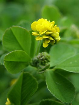 Floryhojkhuihigyig.jpg