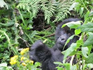 Parque Nacional de Bwindi.jpg