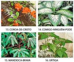 Plantas toxicas.jpg