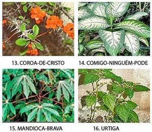 Plantas toxicas.jpg