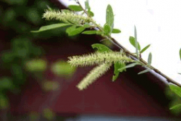 Salix-nigra.png