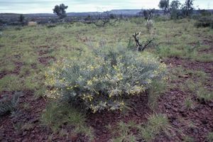 Acacia effusa.jpg