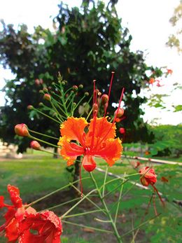 Acacia loretensis.jpg