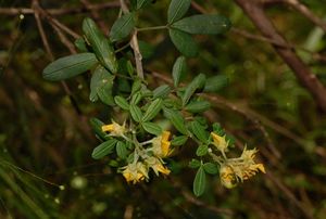 Crotalaria tanety.jpeg