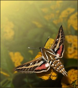 Esfinge 1 colibri.jpg