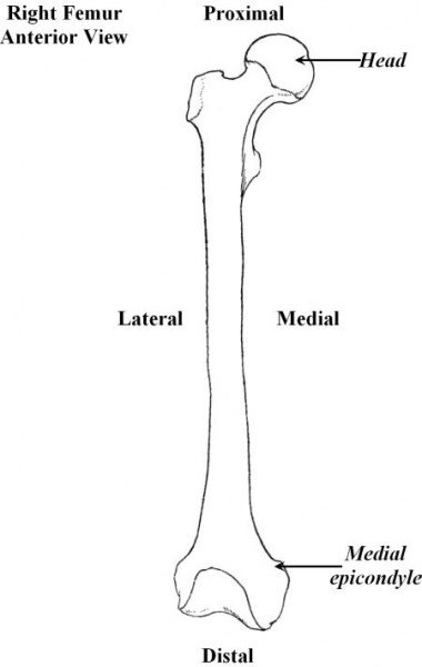 Archivo:Femur humano.JPG