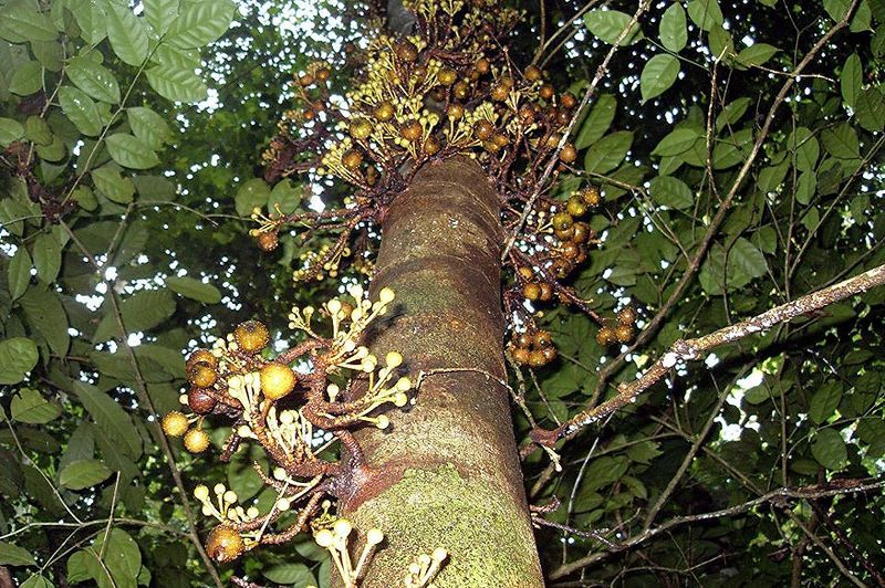 Archivo:Ficus schwarzii.jpg