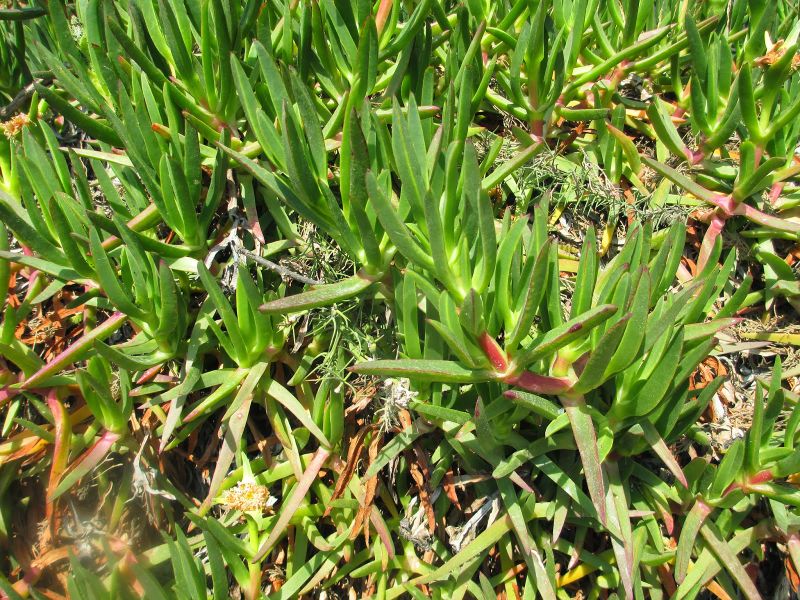 Archivo:IMG 1501.JPG