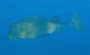 Lactophrys trigonus.jpg