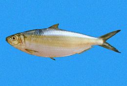 Opisthonema bulleri.jpg