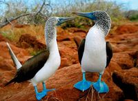 Pajaro-bobo-de-patas-azules.jpg
