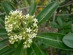 Pittosporum pentandrum.jpg