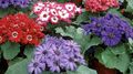 Miniatura de la versión del 08:50 8 jun 2022