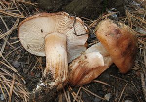 Tricholoma pessundatum.jpg