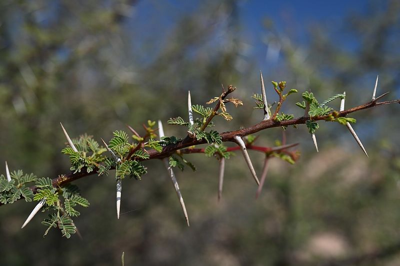 Archivo:Acacia ehrenbergiana 4.jpg