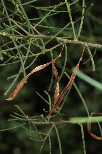Archivo:Acacia menzelii 6.jpg