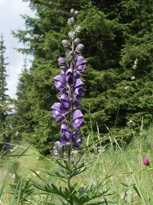 Aconitum napellus.jpg
