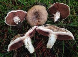 Agaricus cupreobrunneus.jpg