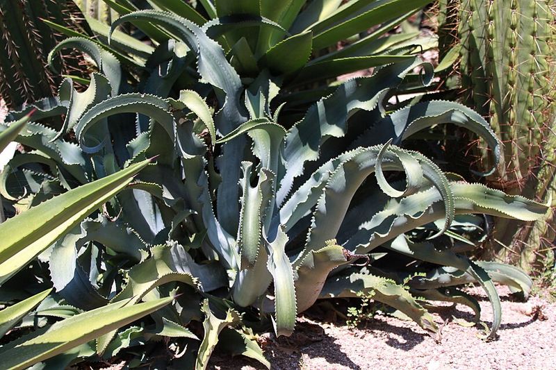 Archivo:Agave gypsophila 1.jpg