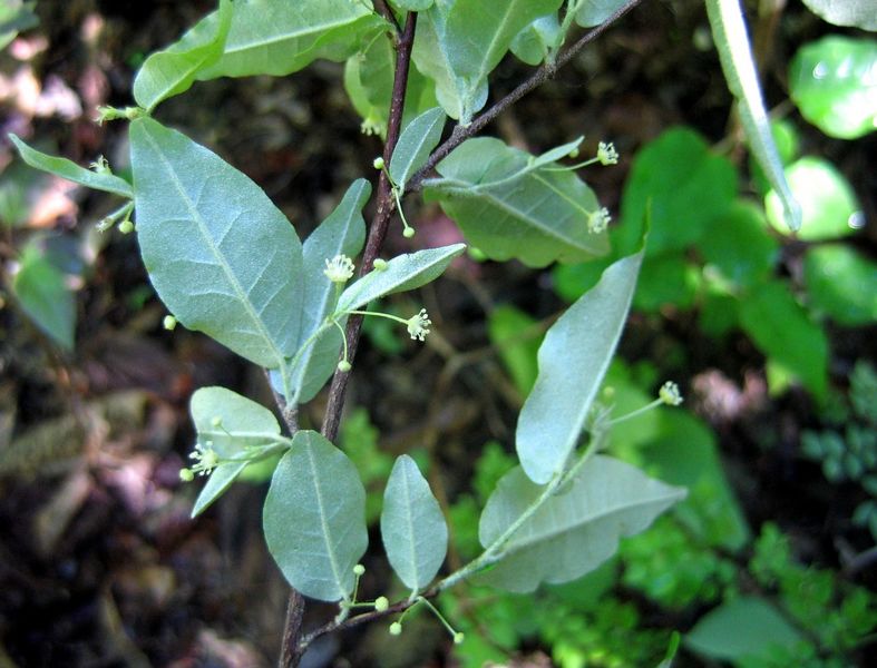 Archivo:Croton elaeagni 2.jpg