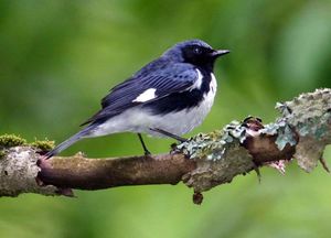 Dendroica caerulescens.jpg