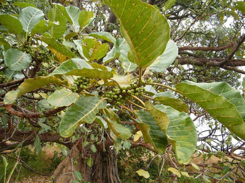 Archivo:Ficus platyphylla.jpg