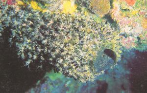 Oceanapia bartschi.jpg