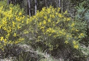 Acacia dentifera.jpg