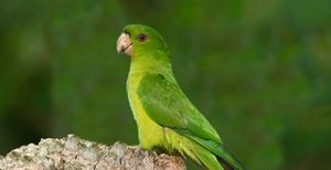 Aratinga Verde6.jpg