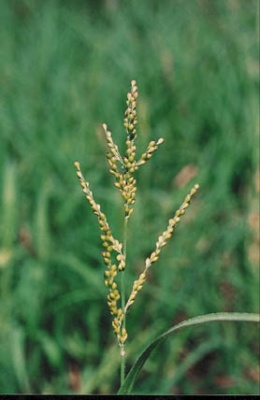 Brachiaria Faciculata.jpeg