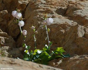 Campanula cretica.jpg