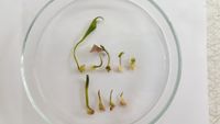Embriones somáticos germinados del cv. ‘Blanco de Guinea’ (Dioscorea cayenensis subesp rotundata Poir.) transcurridos 30 días de cultivo.