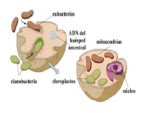 Endosimbiosiss.jpg