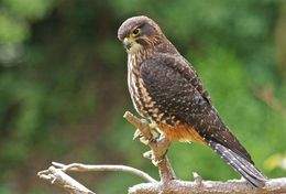 Falcon-large.jpg