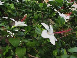 Hibiscus arnottianus.jpg