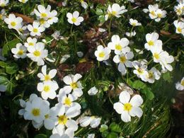 Ranuculo acuatico.jpg