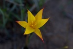 Tulipán silvestre.JPG