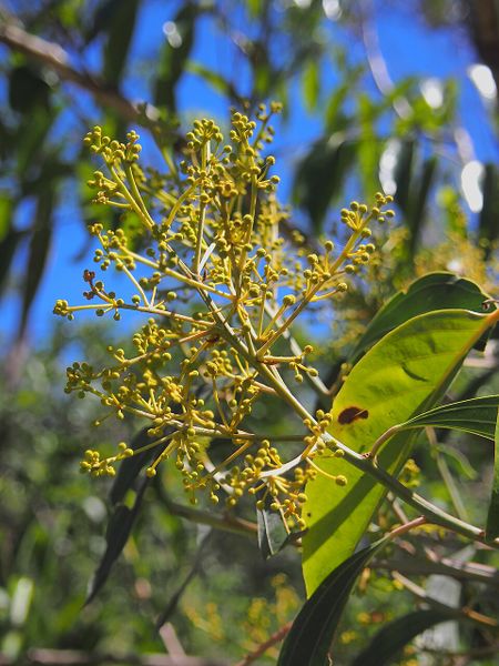 Archivo:Acacia flavescens 3.jpg