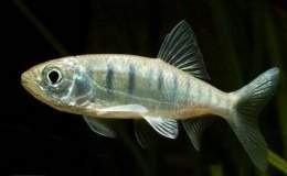 Barilius Barna.jpg