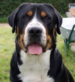 Boyero de Appenzell.JPG