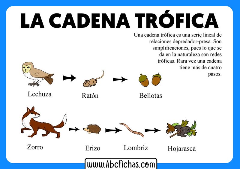 Archivo:Cadena tròfica.jpg