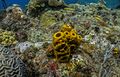 Cayemites corales.jpg