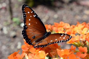 Danaus gilippus.jpg