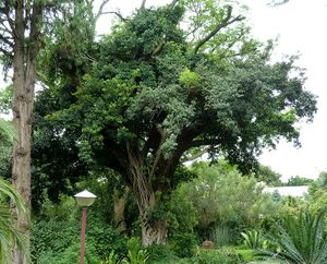 Ficus craterostoma.jpg