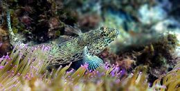 Gobius3.jpg