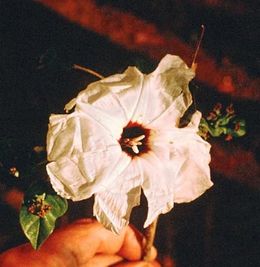 Ipomoea wolcottiana.jpg