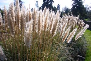 Cortaderia selloana .JPG